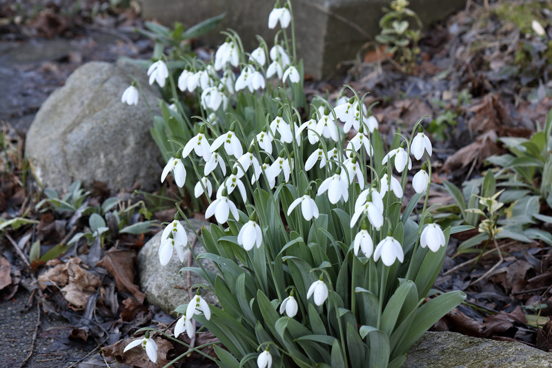 Snowdrops! Spring was here... and then it snowed :-(